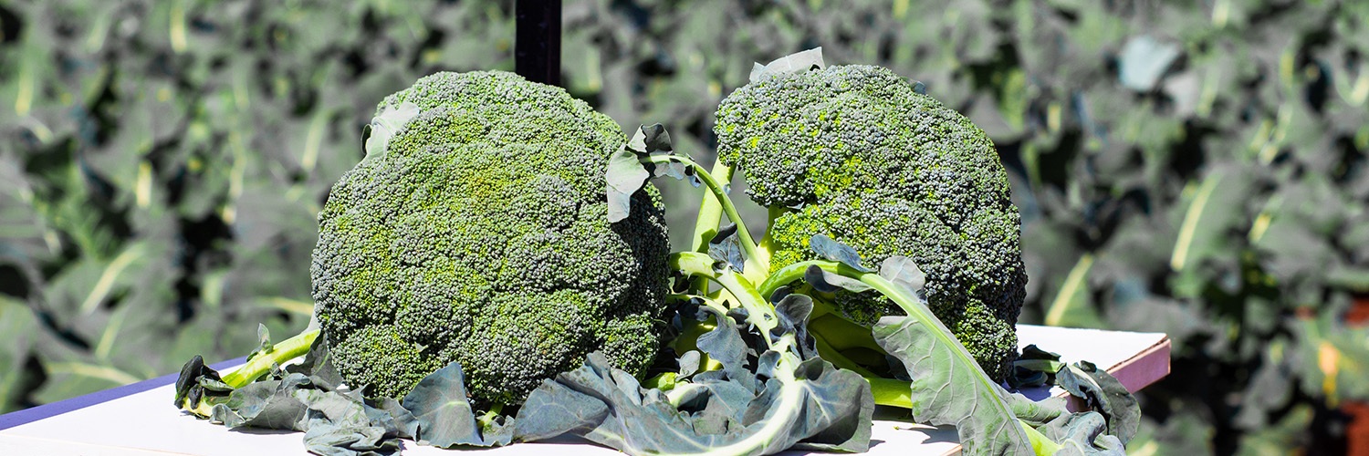 broccoli